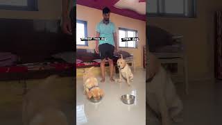 Food permission #dog #labrador #pet #howtotrainadog #training ￼#dogtraining