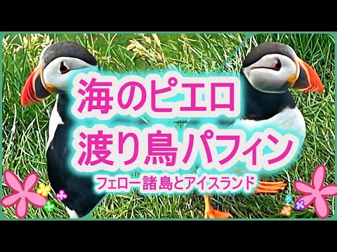 【字幕解説付】海のピエロ 渡り鳥パフィン～フェロー諸島とアイスランド～