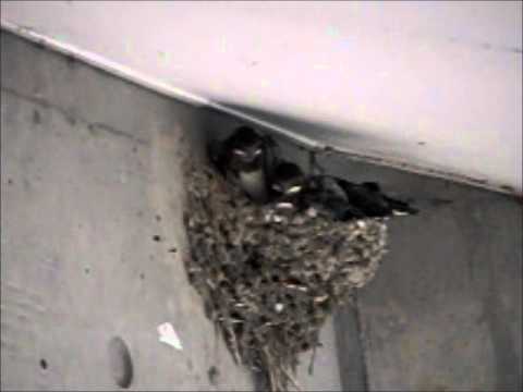 swallow feeding - High-speed Movie