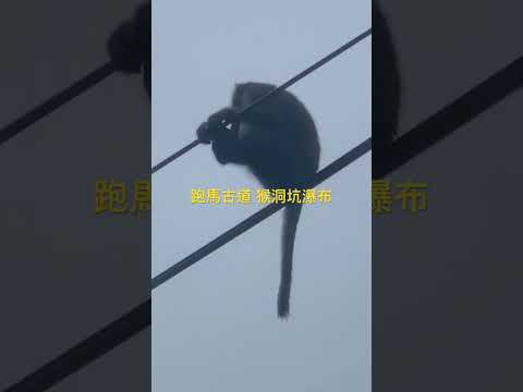 跑馬古道-猴洞坑瀑布 🐒🐒