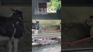 【楽寿園】しいたけくんサボらないでください(カピバラ)