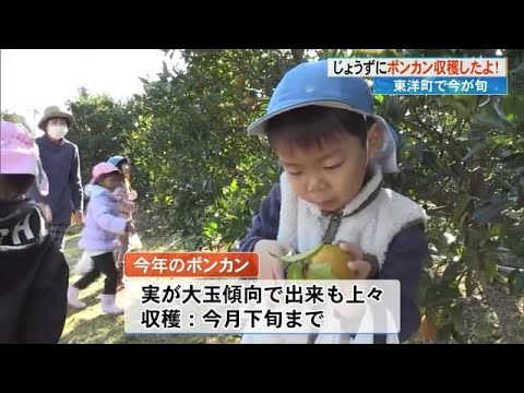 《「2度切り」でヘタを短く》特産品のポンカンを保育園児が収穫体験【高知・東洋町】 (24/12/25 17:21)