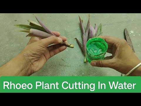 Rhoeo Plant In Water | Rhoeo Plant Cutting | rhoeo plant propagation | rhoeo plant care