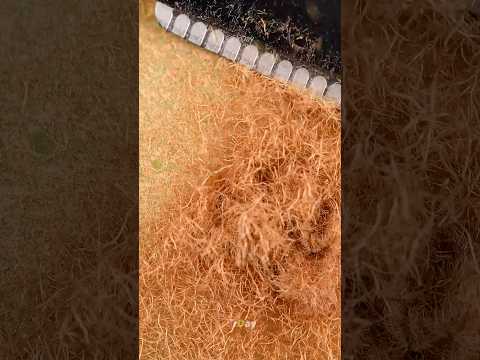 Kiwi shaving extreme close up #urday #satisfying #closeup #macro