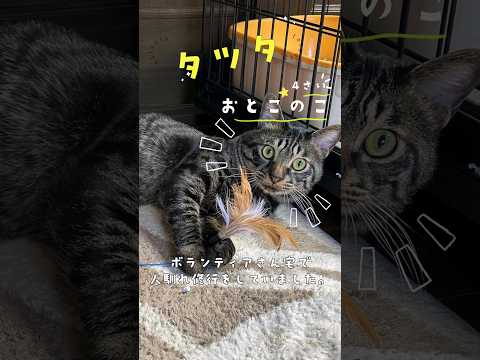 【譲渡されました！】タツタ01 #cat #shelter #shorts