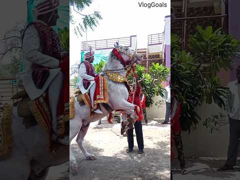 Horse Dance in wedding #shorts #viralshorts