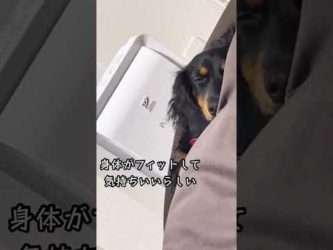 犬もダメにしてしまうクッション#shorts #dog #大吉