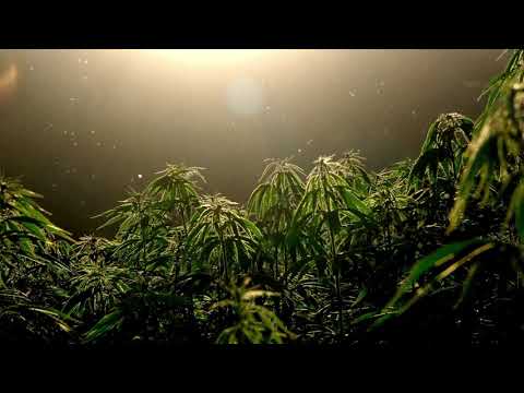 Cannabis Plants | Copyright Free Video Footage