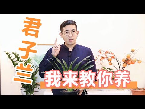 君子兰怎么养？园艺师教你，轻松学会养君子兰