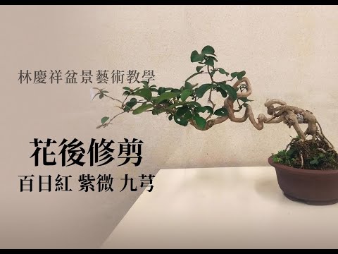 夏∣百日紅紫薇花後修剪整姿 ◤林慶祥盆景藝術教學◢ Bonsai in Taiwan / Lagerstroemia indica