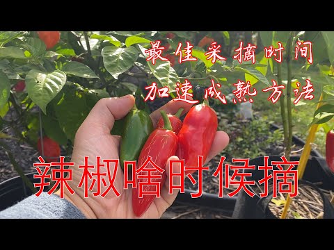 【渔耕笔记】辣椒什么时候摘最好 分享加速辣椒成熟诀窍 Tips for Harvesting Peppers