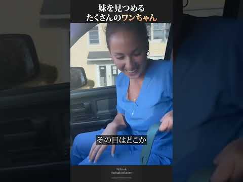 帰宅する妹を見つめるたくさんのワンちゃん