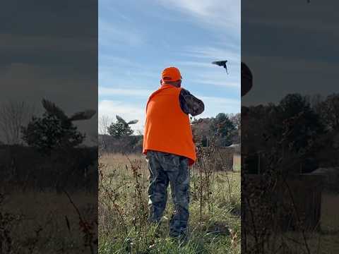 Thrill of the flush: stepping on a quail land mine with explosives K9 wirehaired pointing griffon