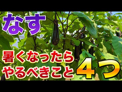 【なす栽培】暑くなったら必ず４つだけはやってください！