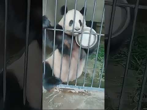 Panda. The giant panda knocked on the rice bowl to remind the breeder that it was time to eat. 😂😂