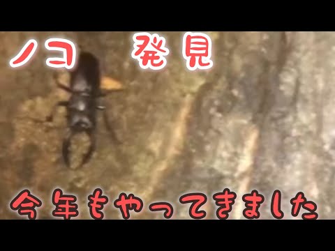 クワガタ　捕獲