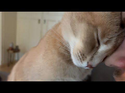 Adorable kitty can't keep himself from showing his love