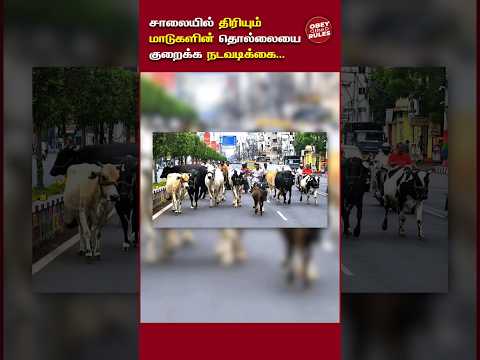 சாலையில் திரியும் மாடுகளின் தொல்லையை குறைக்க நடவடிக்கை... #straycows #cowattack #chennaicorporation