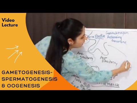 Gamteogenesis - Spermatogenesis, Oogenesis | Human Reproduction & Hormonal control I by Dr. Nikita