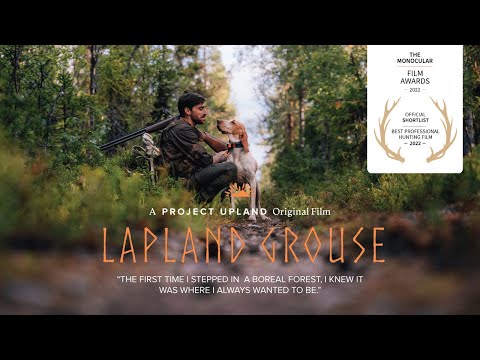 Hunting Capercaillie - Lapland Grouse - Upland Bird Hunting in Sweden