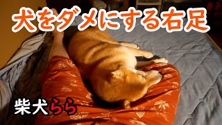 犬をダメにする右足