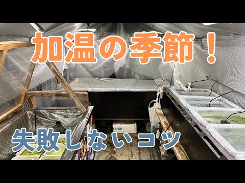 『加温シリーズ#1』ちょい見せ！メダカの加温器をちょっとだけ紹介しちゃうよ！冬は加温飼育でメダ活を楽しもう