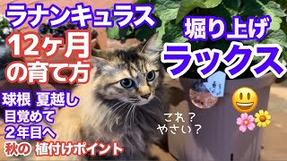 【ラナンキュラス・ラックス12ヶ月】パパッと一気見！ 植付け〜掘り上げ夏越し〜カンタン目覚め〜植え付け