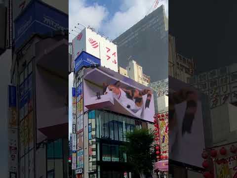 giant 3D cat on a billboard in Shinjuku, Tokyo🇯🇵新宿の3D看板に巨大な猫 #japan #日本 #tokyo #東京 #猫 #3d #shorts