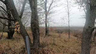 English setter Dagan#englishsetter#hunting#pheasanthunting#pheasant#woodcockhunting#caccia#woodcock