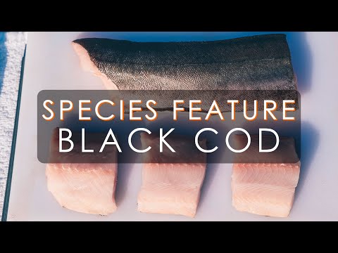 Black Cod (aka Sabelfish) Species Introduction