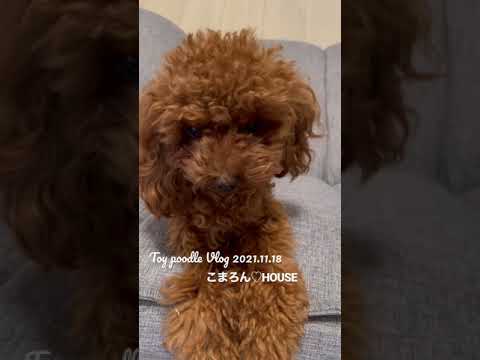 [Vlog] Toy Poodle Purin Vol.8 ~ Relaxed morning ~