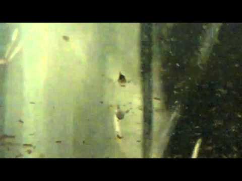 CORYDORAS STERBAY FRY 10 DAYS OLD