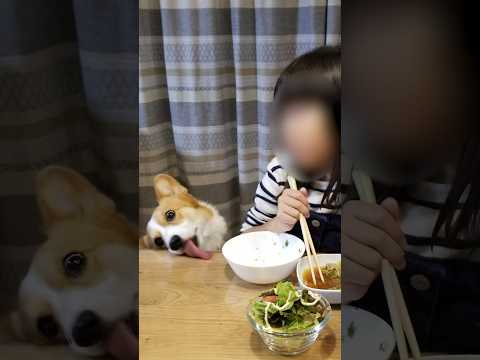 犬と子供の10年間