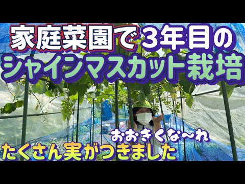 【シャインマスカット栽培2024】ジベレリン処理が終わって棚の整理をしました