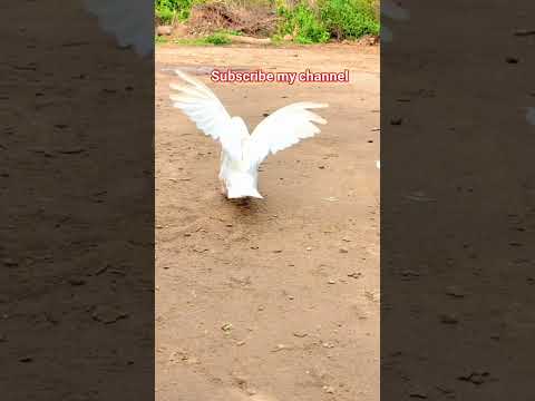 roller pigeon #pigeon #beautiful #kabootar #whitepigeon #pigeonwings#shorts #pigeonbird #birdspecies