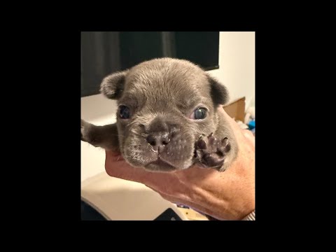 18 Day Rescue French Bulldog Puppies !