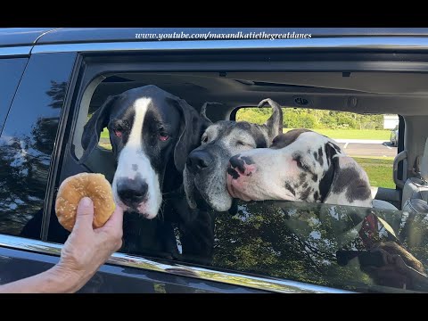 Happy Polite Great Danes & Puppy Enjoy Sharing Cheeseburger Treats