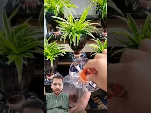 plant bottle ideas