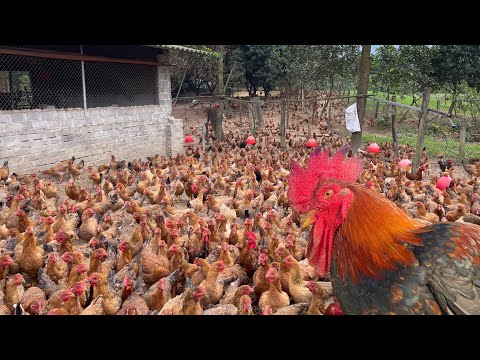 How to raise chickens for beginners - Daily work on the farm.