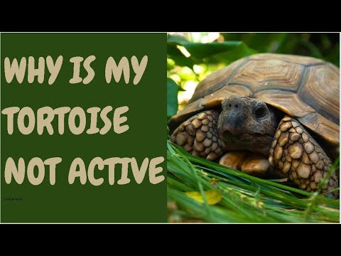 Why Is My Tortoise Not Active