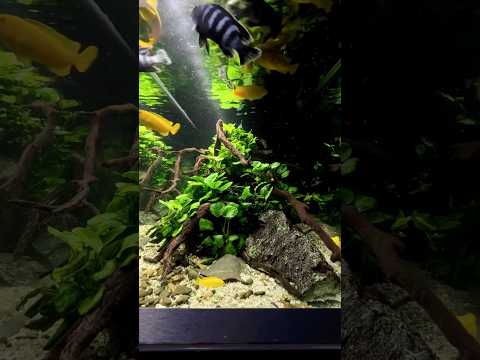 Cichlid fish feeding frenzy #aquarium #georgefarmerstudios #cichlids #aquascape