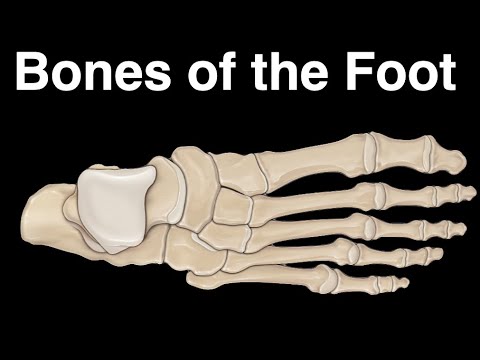 Bones of the Foot