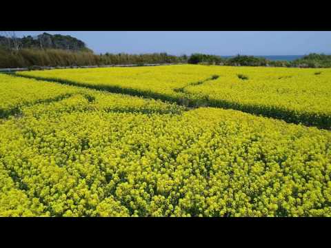 2017-05-03 福島県大熊町熊川 汐凪の花園