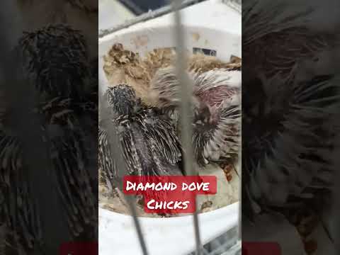 Diamond Dove chicks ‼️