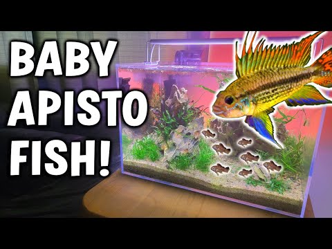 Surprise Baby Dwarf Cichlids In My Fish Tank!