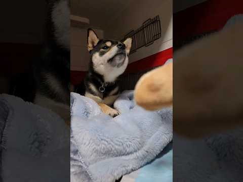 【犬太くんになれるまでの道のり☆その1】頂いたおもちゃにビビりクレートに逃げ込むこつめさん。