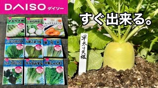 【ダイソー】とんでもなく収穫が早い野菜の育て方と栽培方法（種まき時期〜水やり）【100均園芸】【コスパ最強】24/1/10