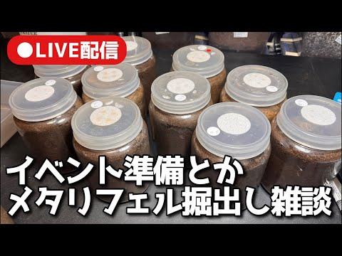 【LIVE】イベントに向けてメタリフェル掘出し雑談【クワガタ飼育】