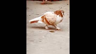 #horse #animals #pigeonphotography #fancypigeon #pigeonpose #kabutar #kutte #farm #kabotar #pitbull