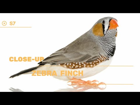 👉 S7 Zebra finch - Taeniopygia | Zebruța australiană